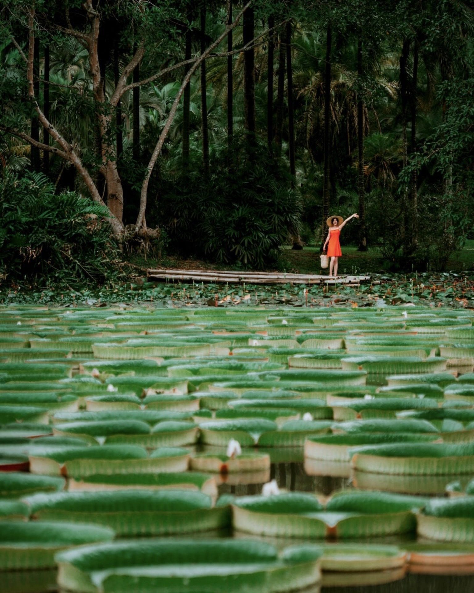 Oil painting-like scene of verdant trees and light in Xishuangbanna's botanical garden — Yunnan tropical tour