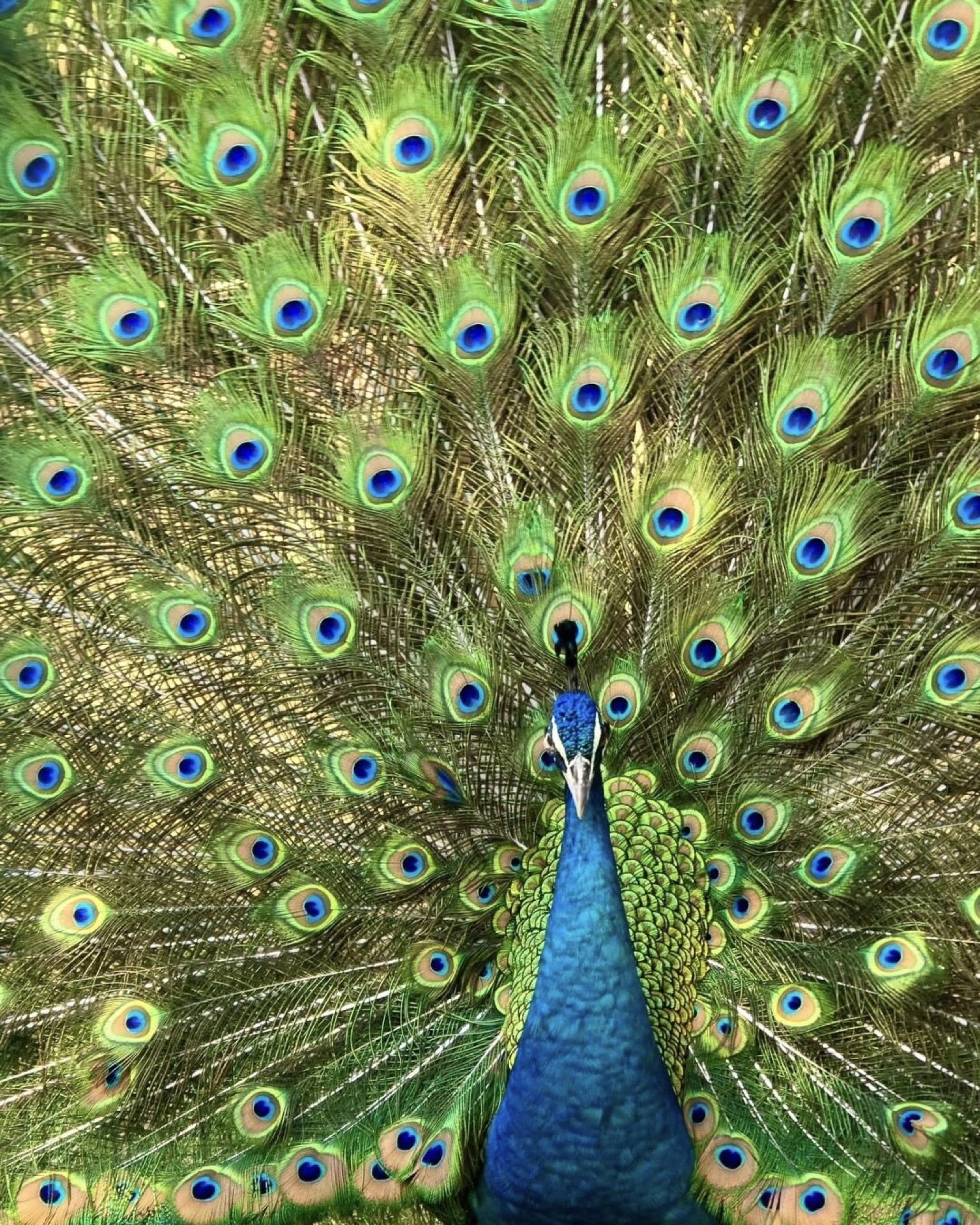 A peacock displaying its plumage in Xishuangbanna's tropical garden — Yunnan tropical tour
