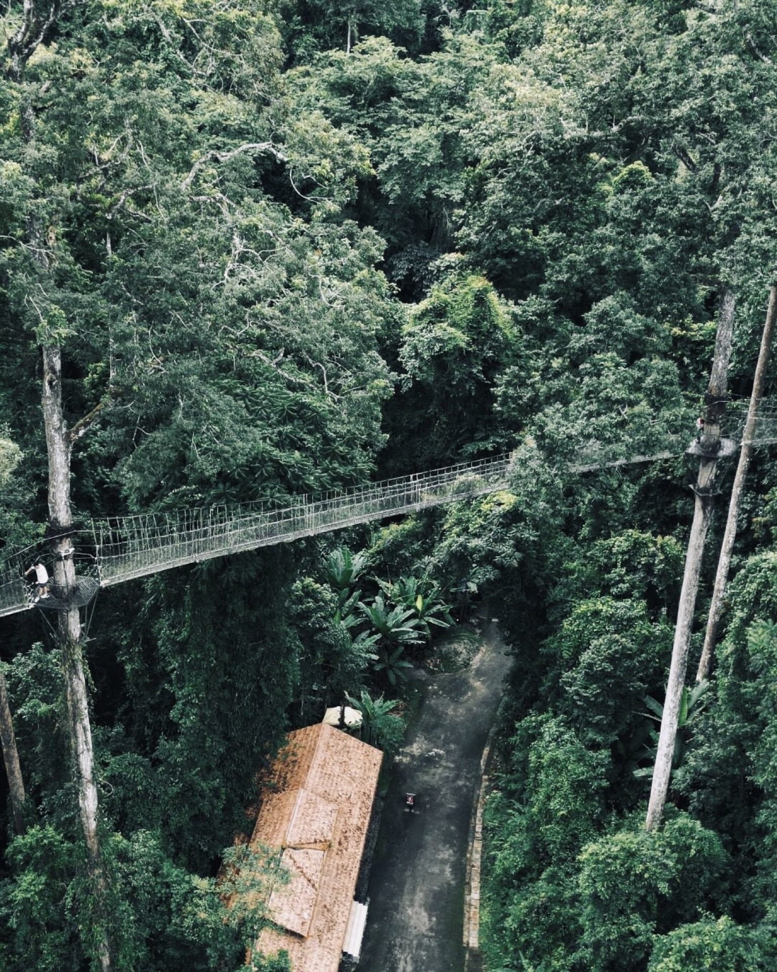 Visitors on the elevated Wangtianshu canopy walkway above Xishuangbanna's jungle canopy — Yunnan tropical tour