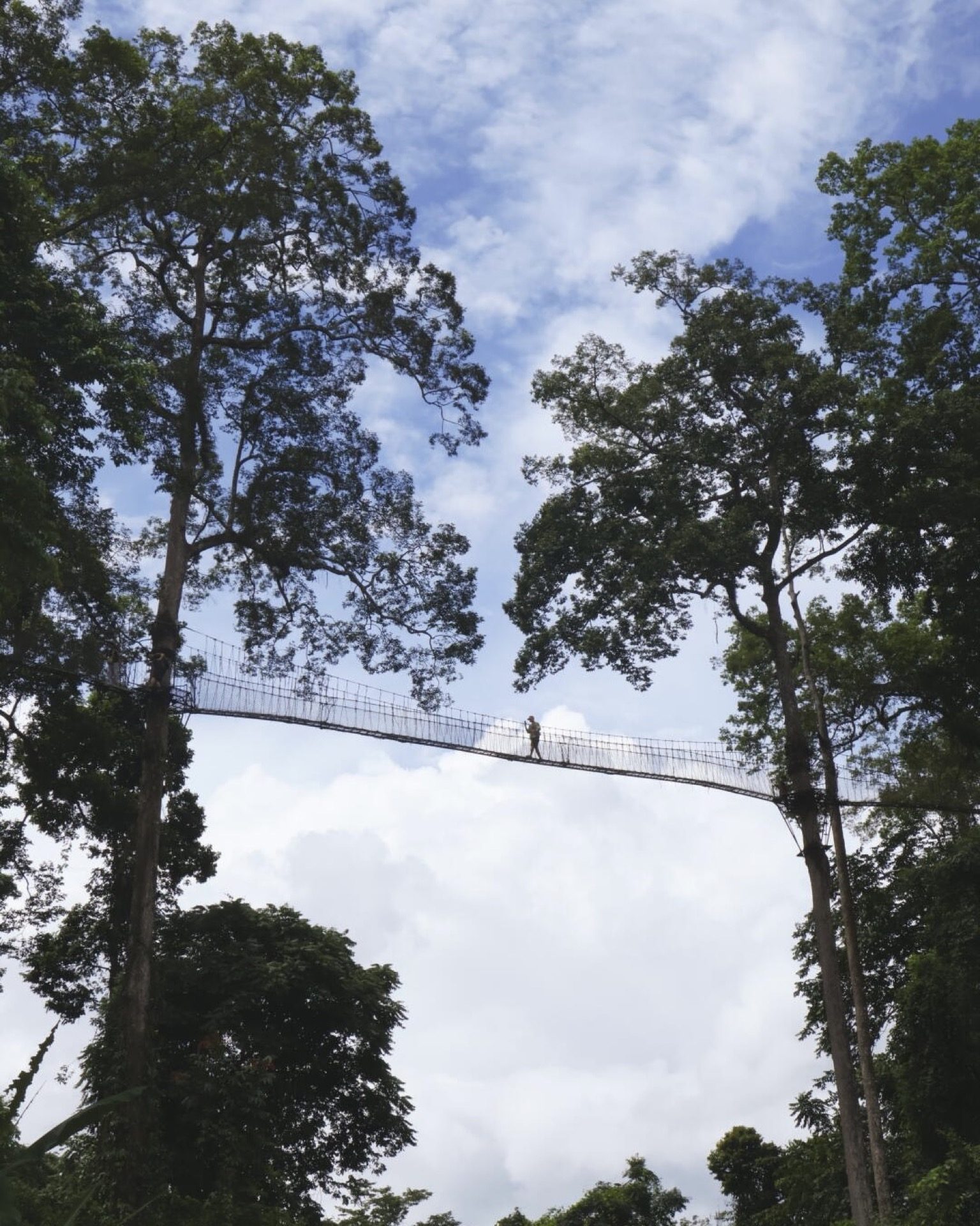 The Wangtianshu sky walkway threading through giant dipterocarps 30 metres above the forest floor — Yunnan tropical tour