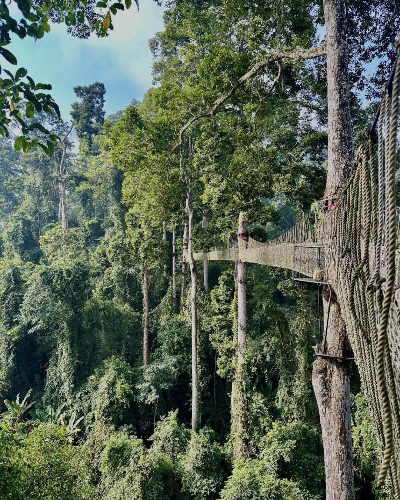 A knowledgeable guide leading visitors through the Wangtianshu rainforest — Yunnan tropical tour