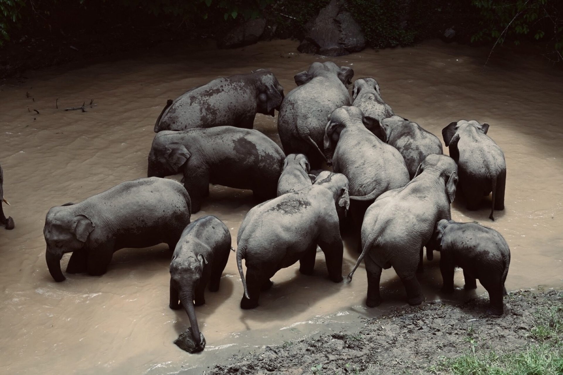 Wild elephant pausing by a jungle stream in Xishuangbanna — Yunnan tropical tour