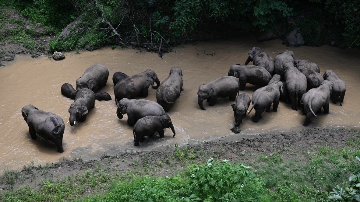 A herd of wild Asian elephants bathing in a forest river in Xishuangbanna