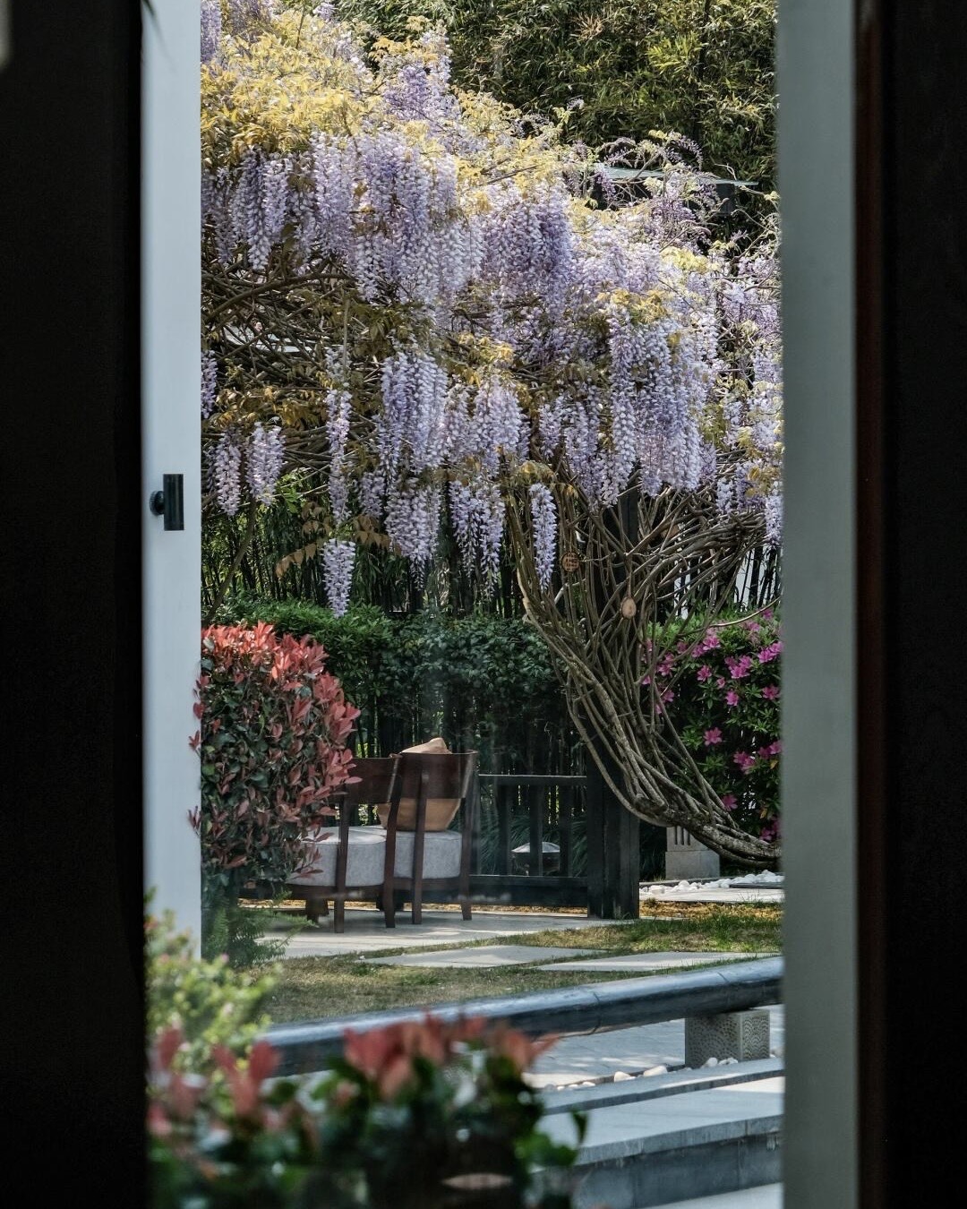 Banyan Tree — Tengchong — Tengchong (13)