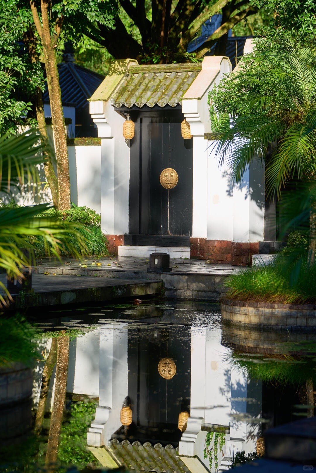 Banyan Tree — Tengchong — Tengchong (7)