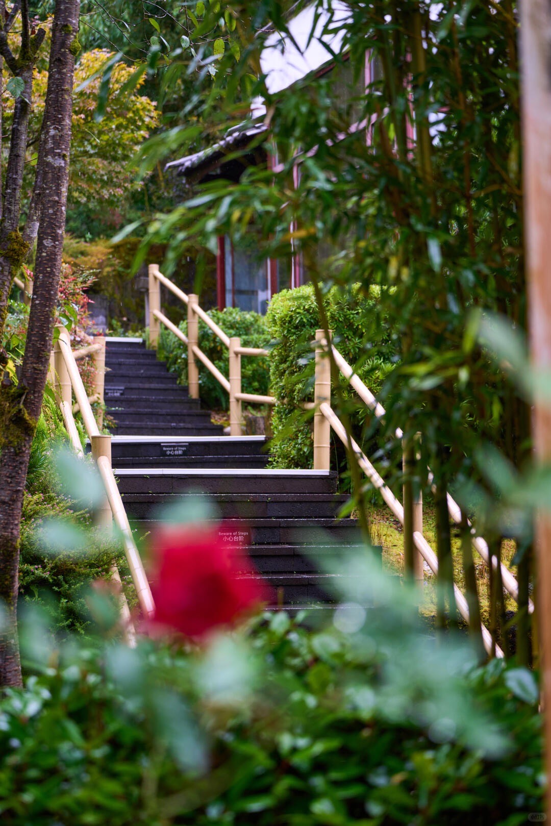 Banyan Tree — Tengchong — Tengchong (5)