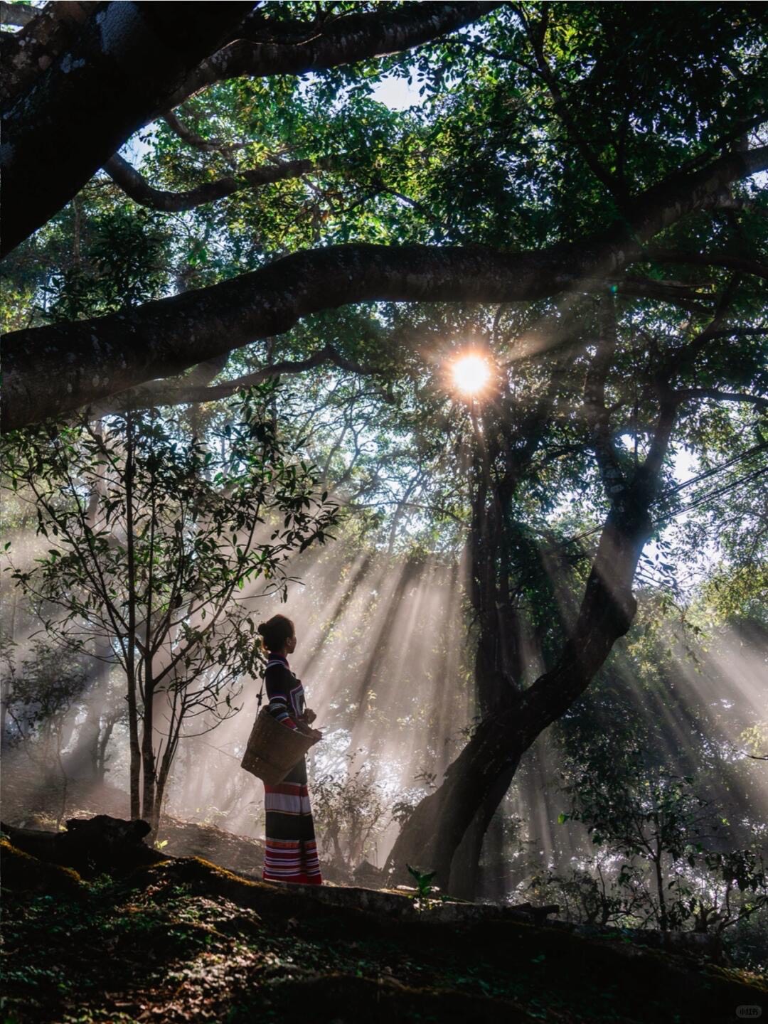 Bolian Jingmai — Jingmai Mountain — Jingmai Mountain (2)