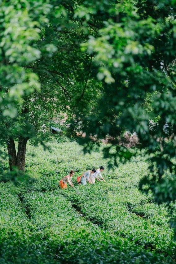 Bolian Jingmai — Jingmai Mountain — Jingmai Mountain (12)