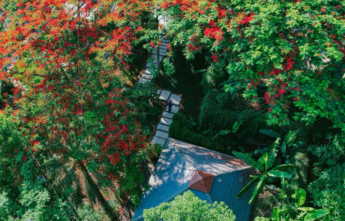 Bolian Jingmai — Jingmai Mountain — Jingmai Mountain (10)