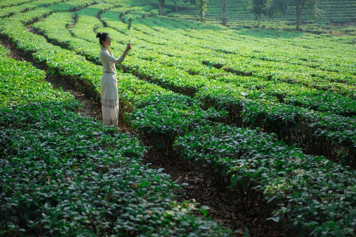 Bolian Jingmai — Jingmai Mountain — Jingmai Mountain (4)