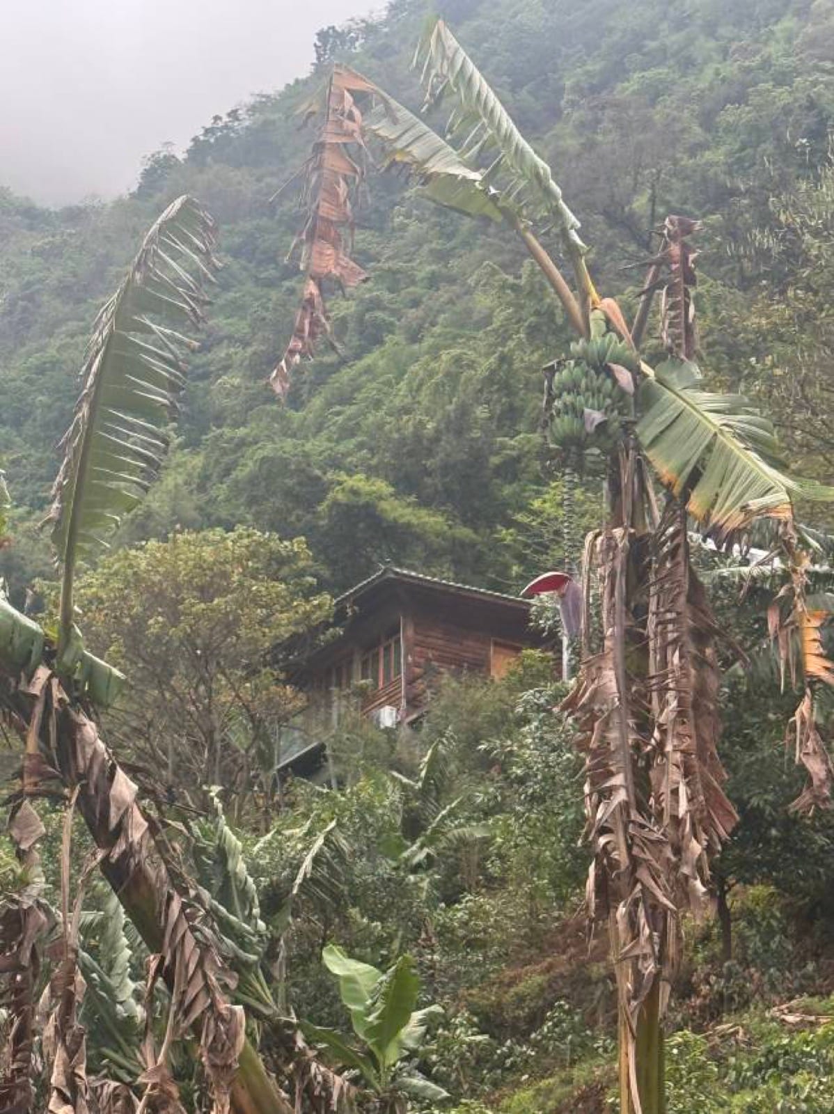 Huke Coffee Manor — a timber villa on the forested hillside among banana palms, mist over the mountains behind