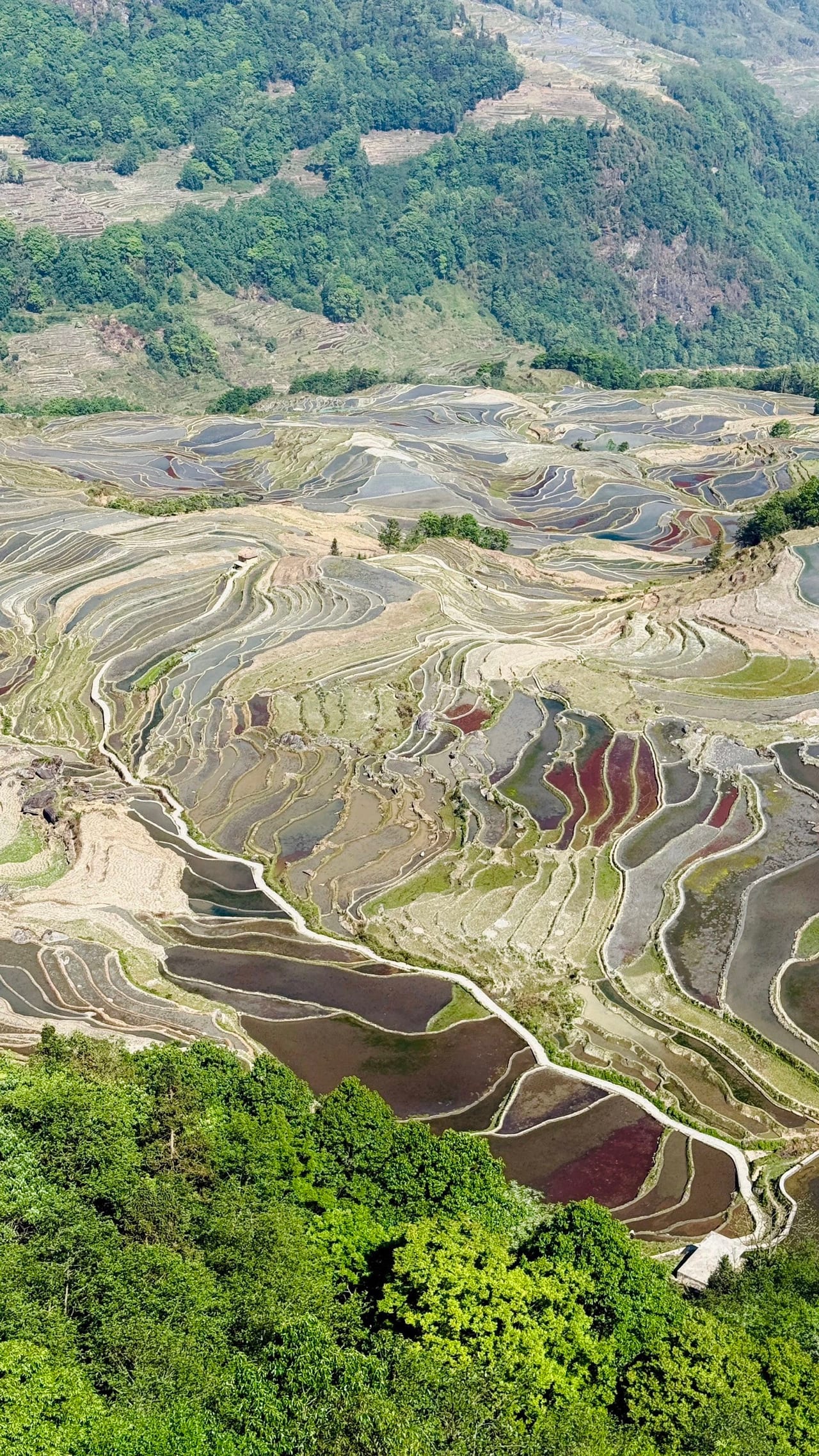 The Yuanyang rice terraces in autumn colour, seen from above