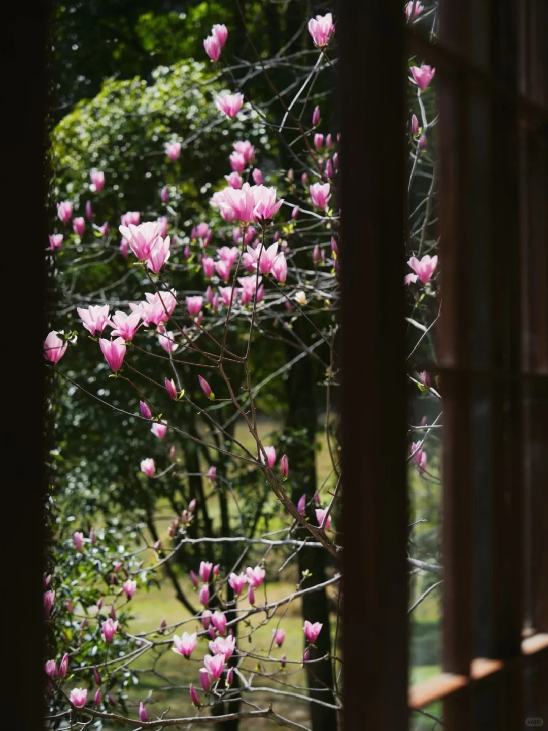 Qingcheng Mountain Suxiangu — ridgeline views from the hotel garden