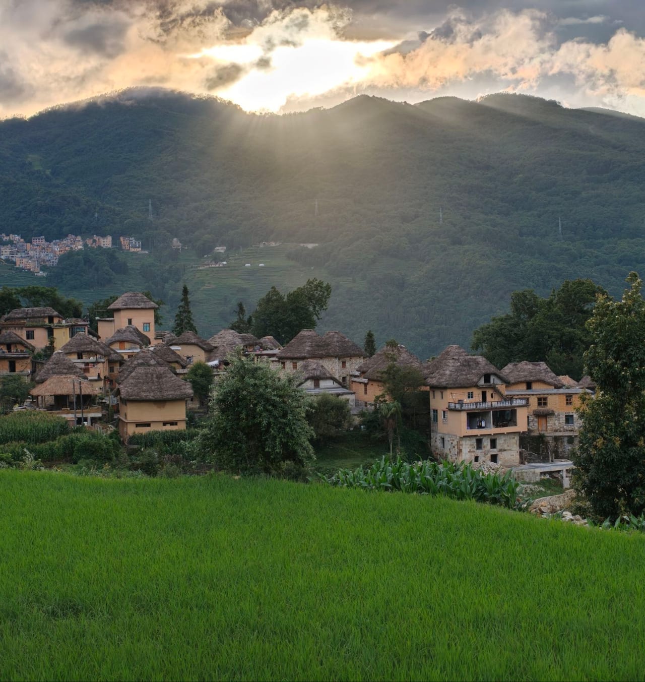 The thatched mushroom houses of Azheke above the rice fields, Yuanyang