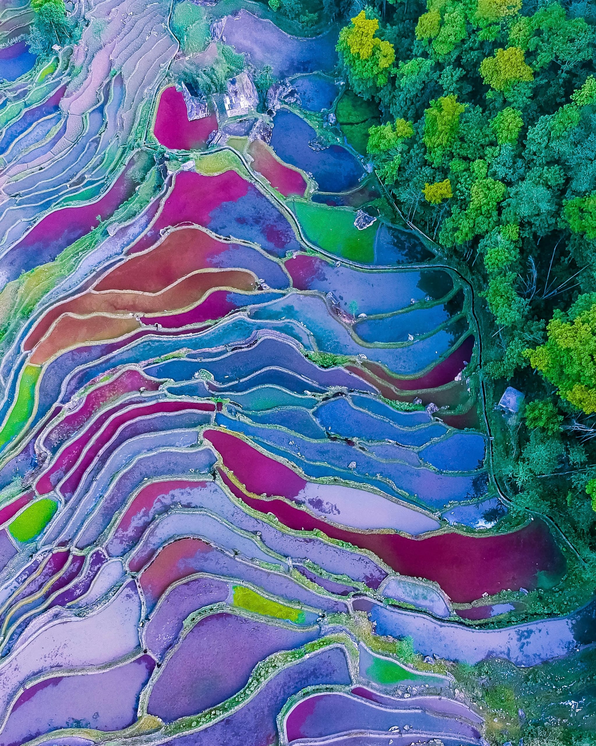 Colorful terraced rice fields from above, Yuanyang