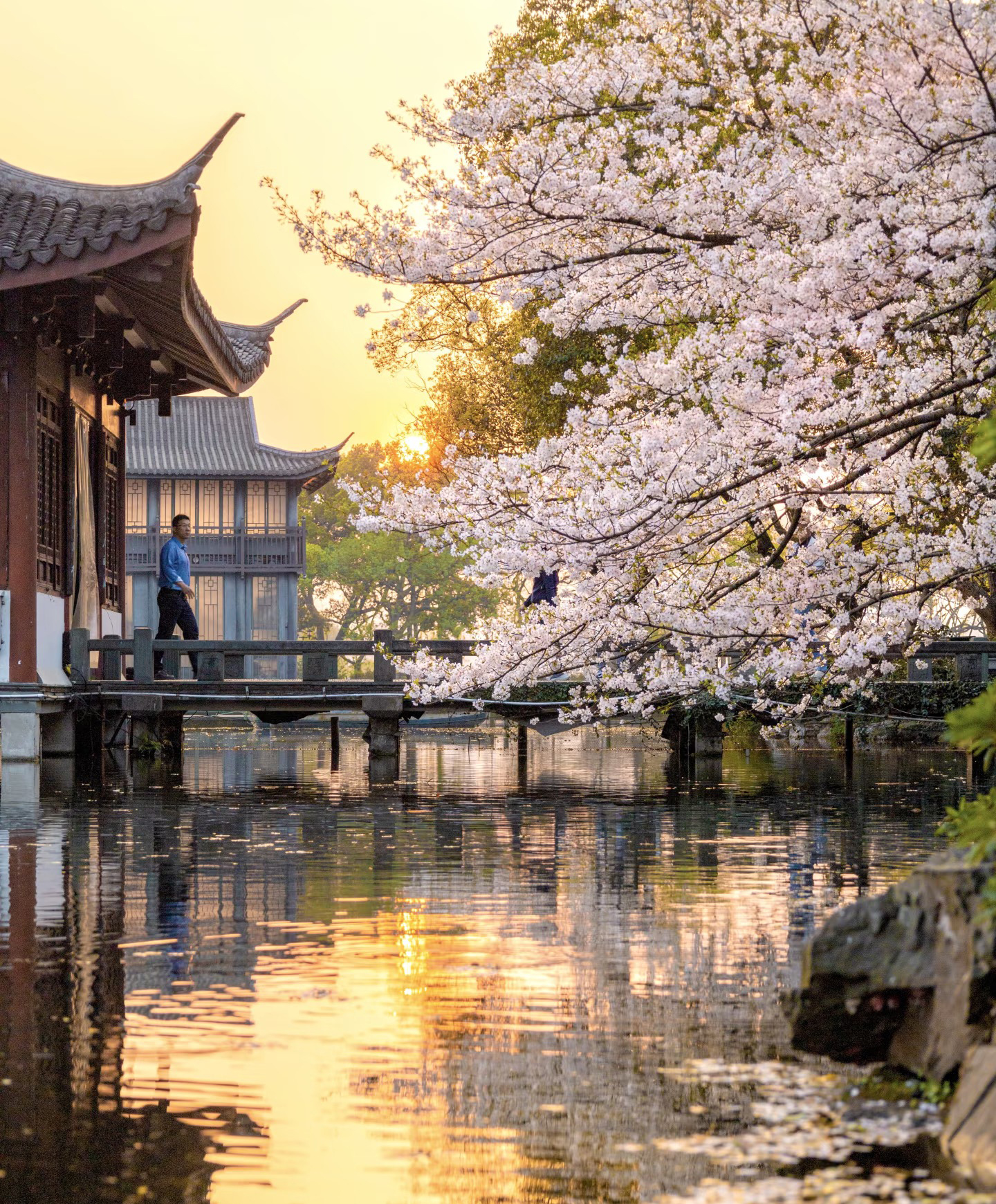 Cherry blossom over the water beside a lakeside pavilion at sunset