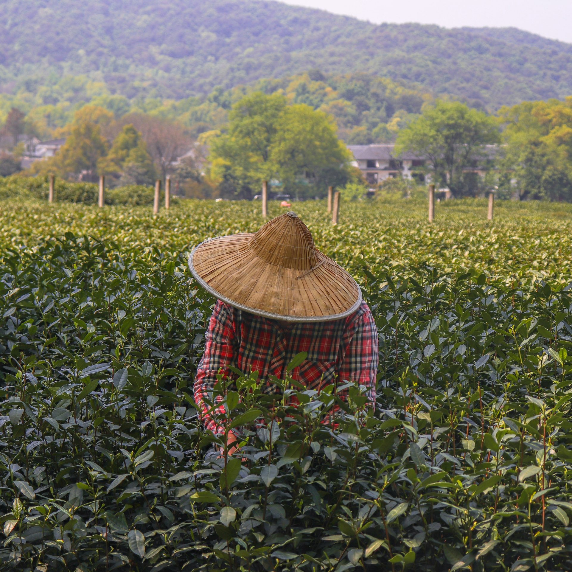 A tea picker in a straw hat working the rows below the hills