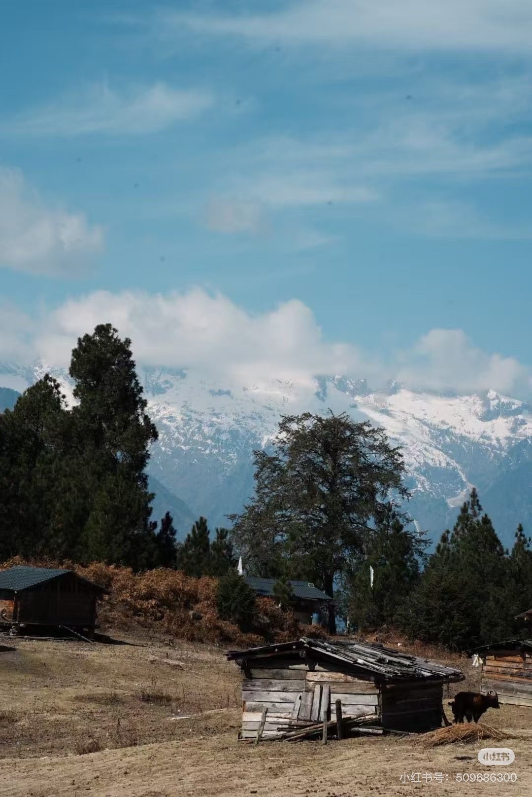 Snow peaks above the forest on the high crossing between the Nu and the Lancang