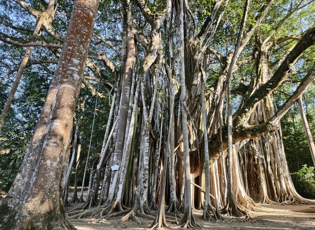 The single banyan that walks like a forest, Mangshi