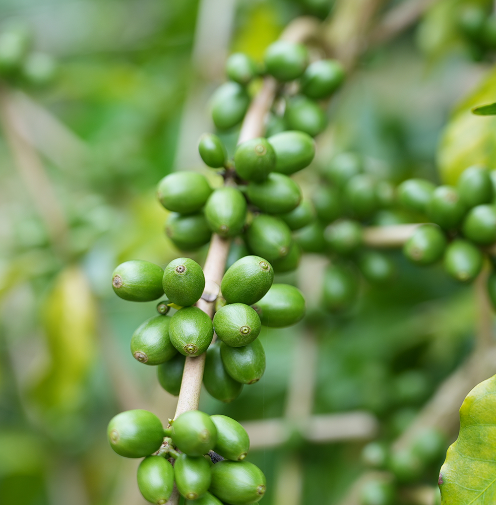 Coffee cherries drying at a Salween estate