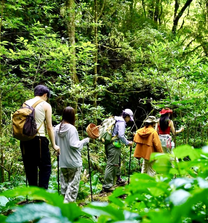 Ancient forest in the Gaoligong biosphere